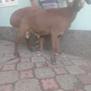 2 сар кучкори фарбех, Канибадам