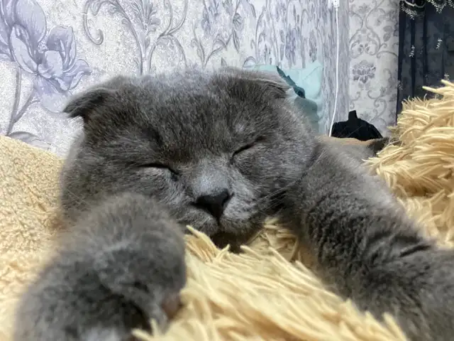 Кот на вязку, Худжанд