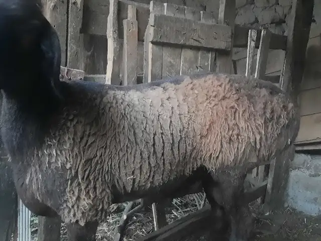 Кӯчкор барра, Хуҷанд