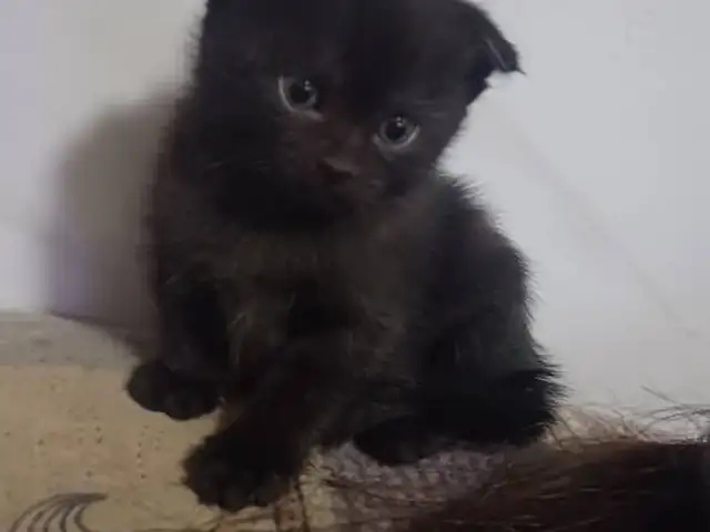 Шоколадные котята, Душанбе