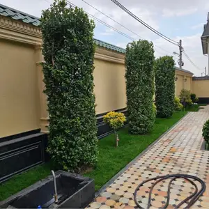 Дарахтони Ороиши барои Хавлихо, Душанбе