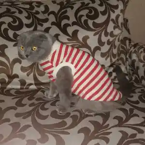 Кофточки для кошек и собак, Душанбе