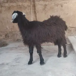 Гусфанд, Вахдат