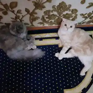 Кот вислоухий, Душанбе