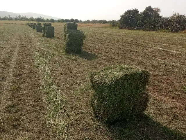 Рушка, Душанбе