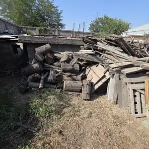 Хезуми қоқ, Душанбе
