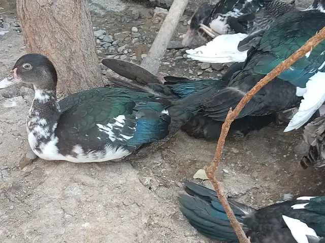 Чуҷаи индоутка, Худжанд