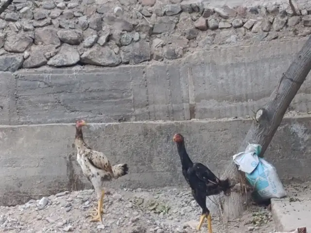 Чучаи дакан, Ашт