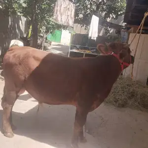 Букача, Ваҳдат