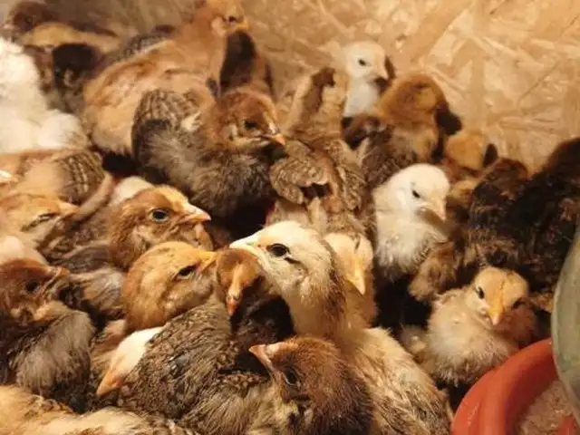 Чучаи ломан браун, Худжанд