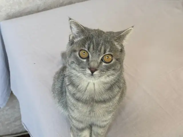 Породистый котенок девочка, Душанбе