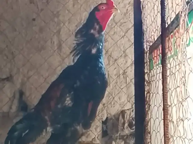 Дакан Шамо, Канибадам