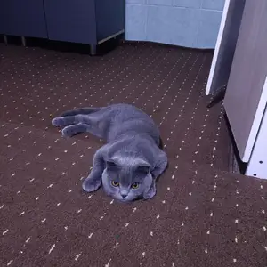 Кот на вязку, Худжанд