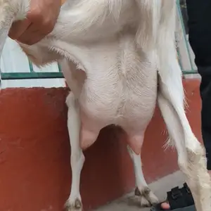 Бузи ширдор, Худжанд