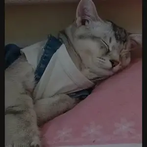 Кот, Душанбе