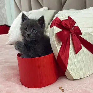 Шотландский котенок, Душанбе