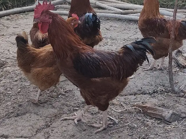 Тухми ломан брама, Ҳисор