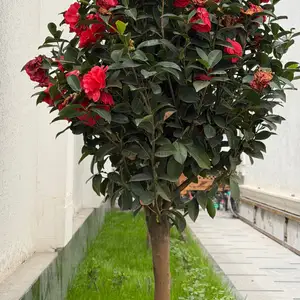 Камелия, Душанбе