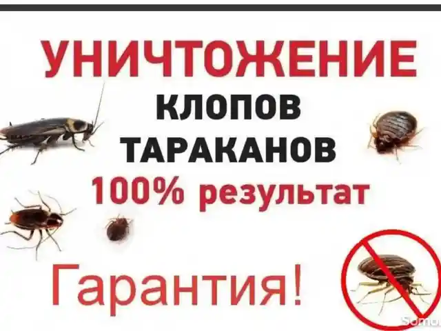 Услуги дезинсекции, Душанбе