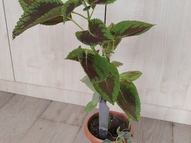 Бархатный цветок, Душанбе