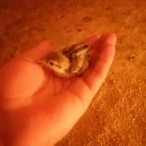 Чуча, Душанбе