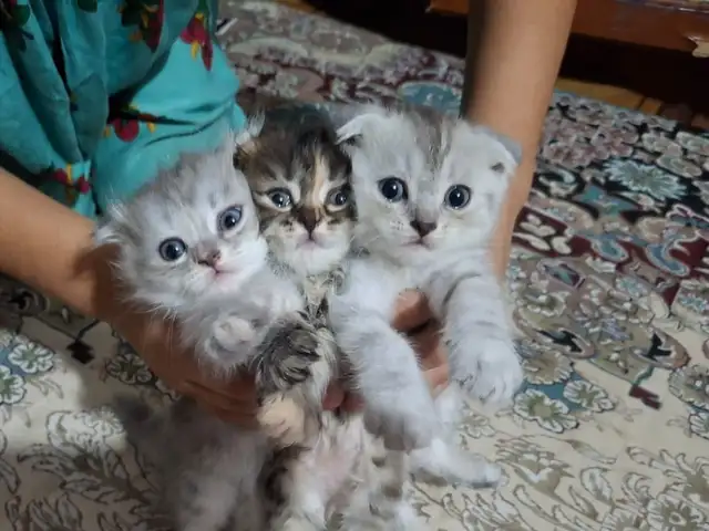 Шотландский вислоухий котенок, Душанбе