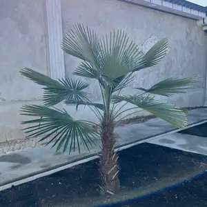 Палмаи вашингтон, Душанбе