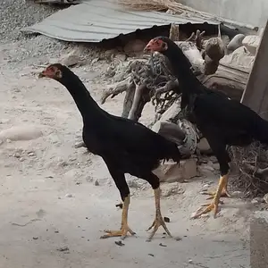 Дакан, Душанбе