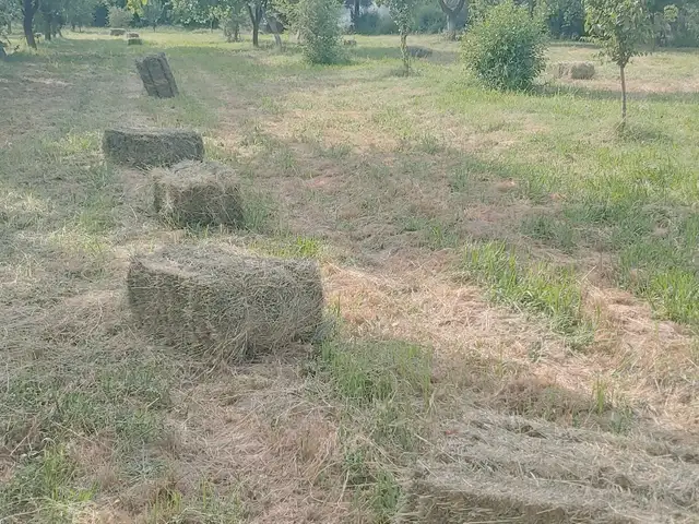 Беда, Хуҷанд