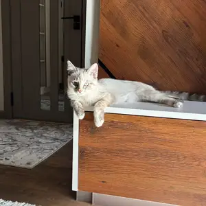 Котенок сиамская/метиска, Худжанд