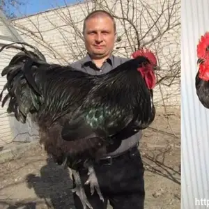 Петух породы Джерсийский гигант, Джаббор Расулов
