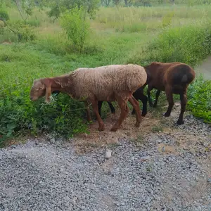 Гусфандон, Гиссар