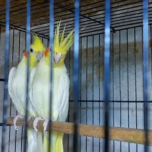 Попугай Карела, Худжанд