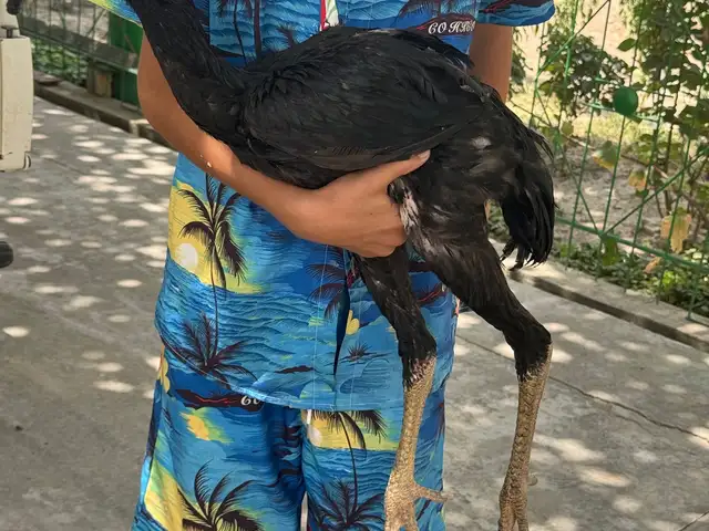 Хуруси дакан, Фархор