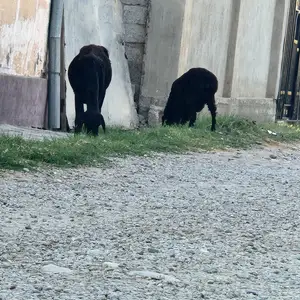 Як сар гуспанд 2 зой, Душанбе