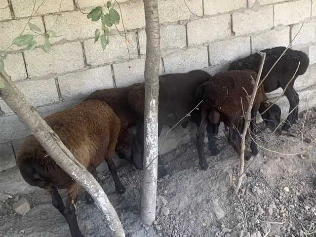 Баррахо, Душанбе