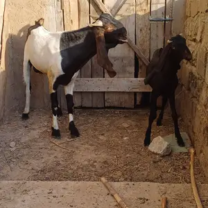 Бузхои покистони, Вахдат