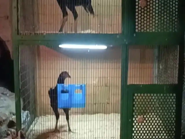 Клетка, Хуҷанд