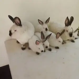 Кролики калифорнийские, Душанбе