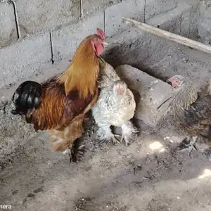 Мурги Галанский Брама, Бохтар (Курган-Тюбе)