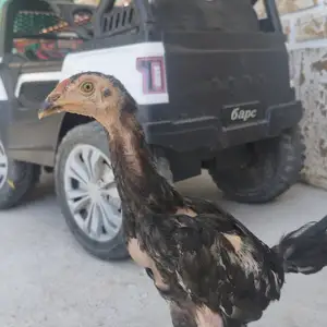 Дакан Чуча, Душанбе