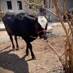 Гов, Худжанд