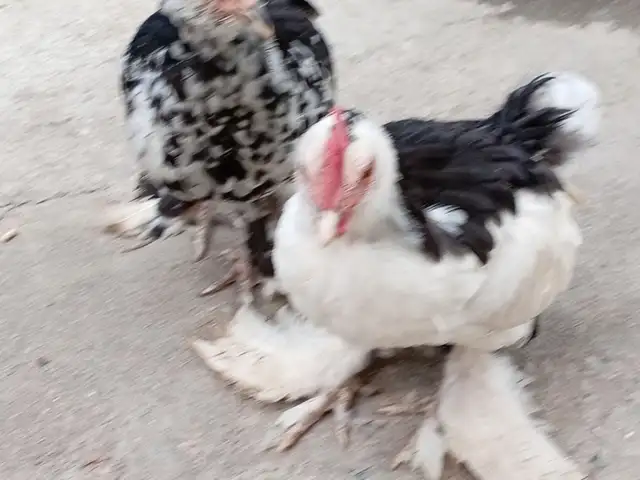Курица, Душанбе