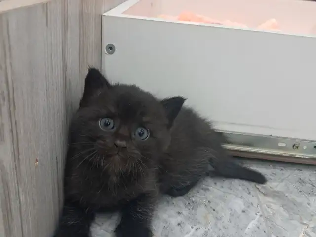 Котёнок даром, Душанбе