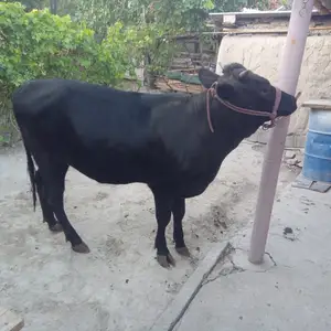 Гуночин, Худжанд