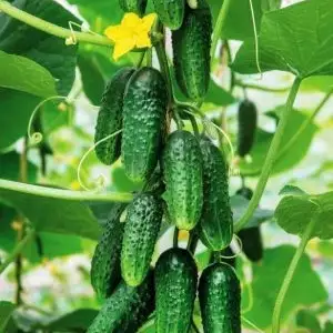 Кучати бодиринг, Худжанд