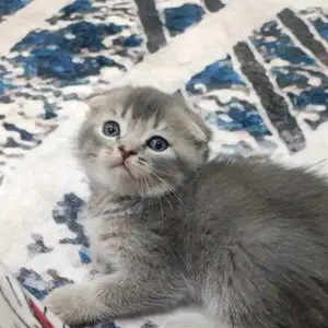 Шотландский вислоухий кот, Душанбе
