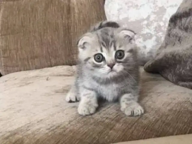 Котёнок Британский, Душанбе