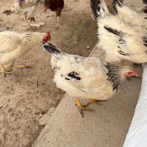 Рябушка, Душанбе