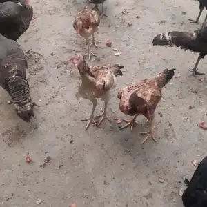 Даканг, Худжанд